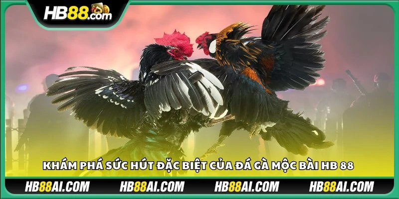 Khám phá sức hút đặc biệt của đá gà Mộc Bài HB 88