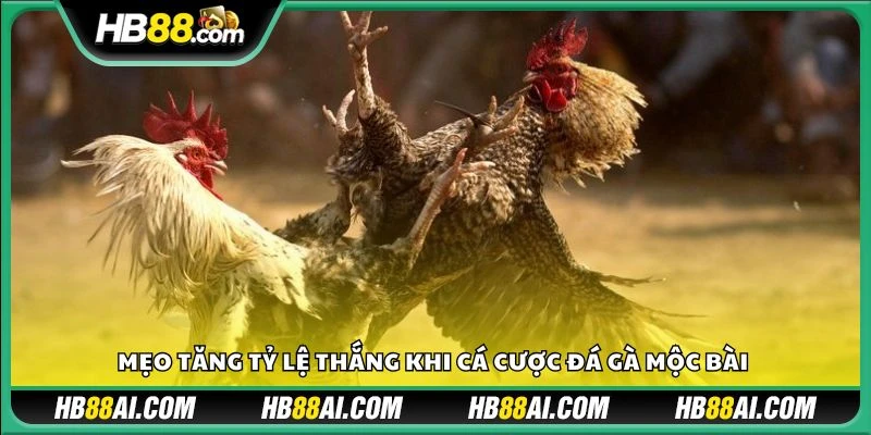 Mẹo tăng tỷ lệ thắng khi cá cược đá gà Mộc Bài