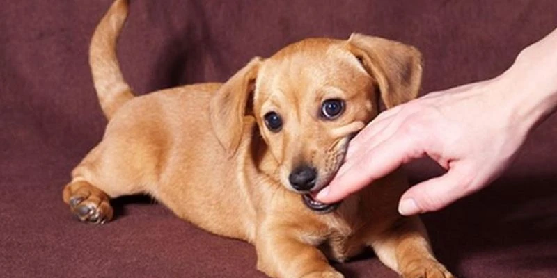 Ý nghĩa khi nằm mơ thấy chó cắn theo từng tình huống